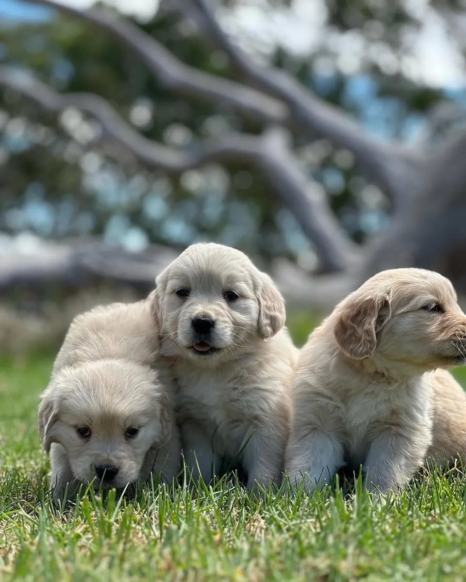 🐾 Golden Retriever Bebés Amor, Beleza e Alegria! | WhatsApp: 965 627 834 🐾