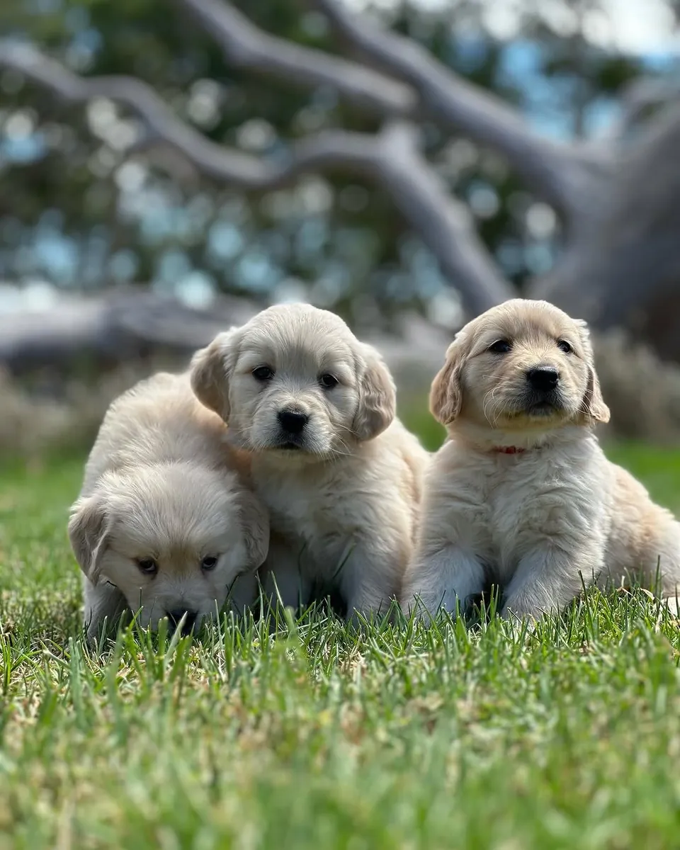 🐾 Golden Retriever Bebés Amor, Beleza e Alegria! | WhatsApp: 965 627 834 🐾