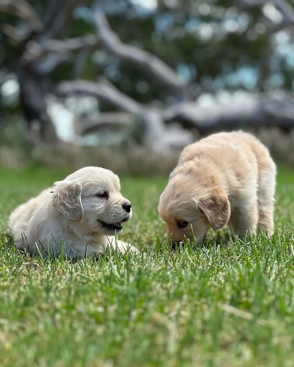 🐾 Golden Retriever Bebés Amor, Beleza e Alegria! | WhatsApp: 965 627 834 🐾