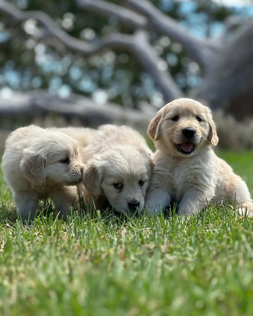 🐾 Golden Retriever Bebés Amor, Beleza e Alegria! | WhatsApp: 965 627 834 🐾
