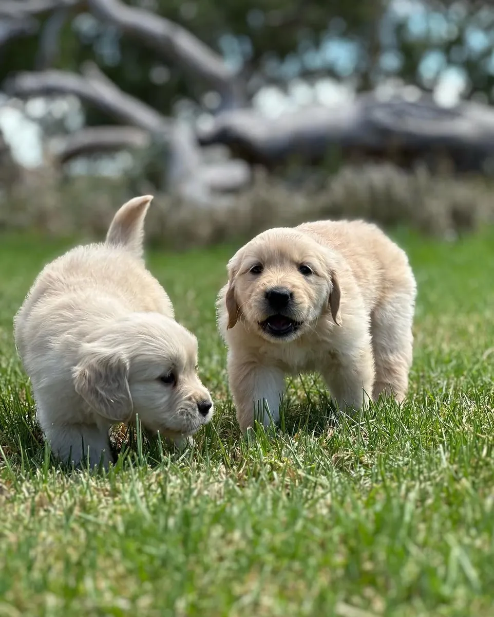 🐾 Golden Retriever Bebés Amor, Beleza e Alegria! | WhatsApp: 965 627 834 🐾