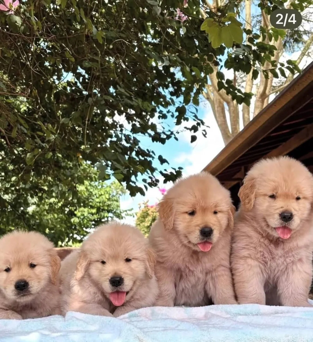 Golden Retriever Machos & Fêmeas WhatsApp: 965 627 834