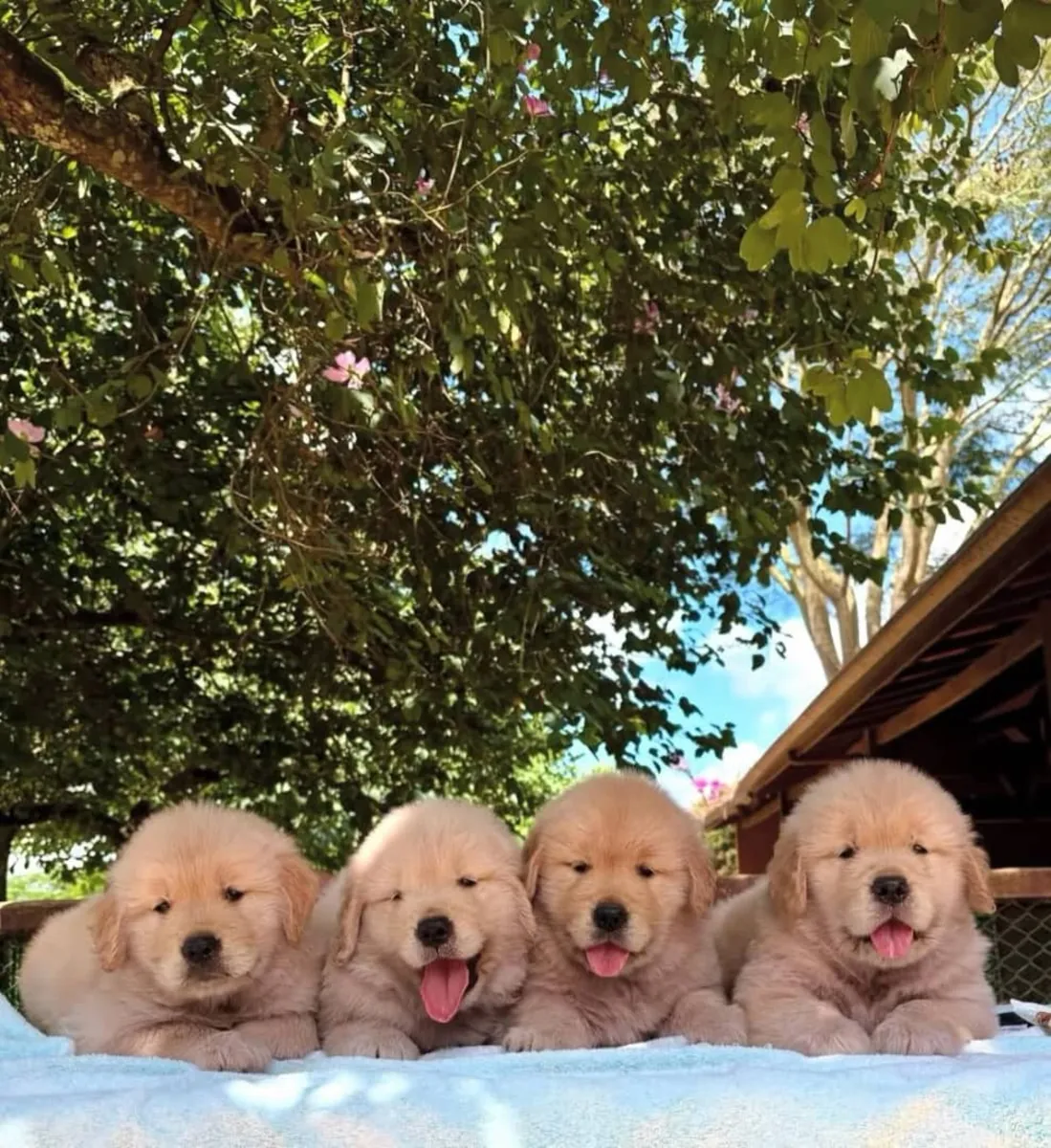 Golden Retriever Machos & Fêmeas WhatsApp: 965 627 834