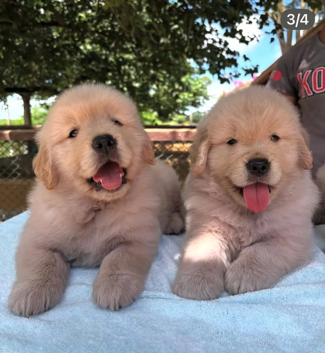 Golden Retriever Machos & Fêmeas WhatsApp: 965 627 834