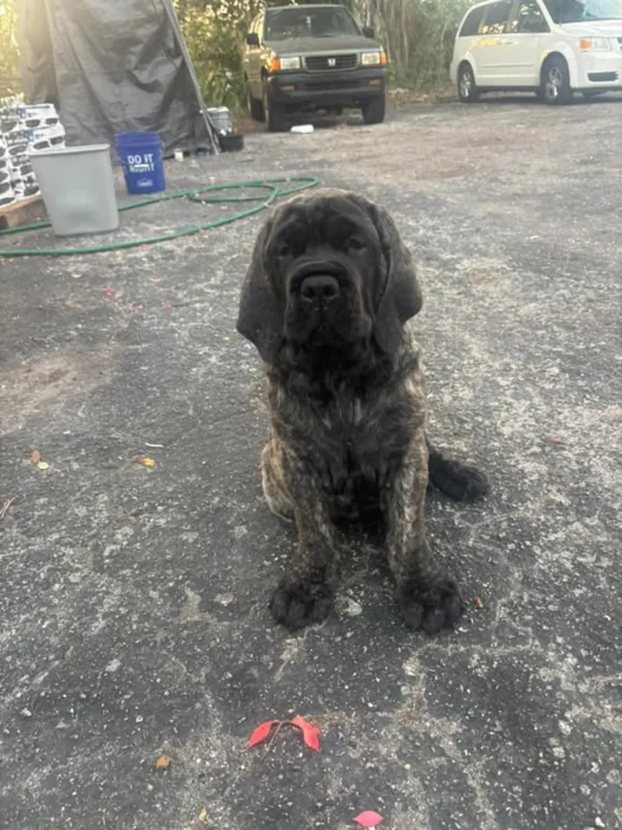 🐾✨ Bugün yeni bir hikaye başlayabilir. Bu Mastiff, sorumlu ve sevgi dolu bir yuva arıyor.
