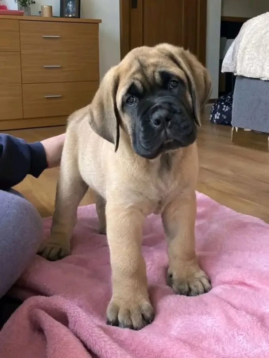 🏠🐶 一个有爱的家庭可以改变这只可爱大丹犬新阶段的开始。