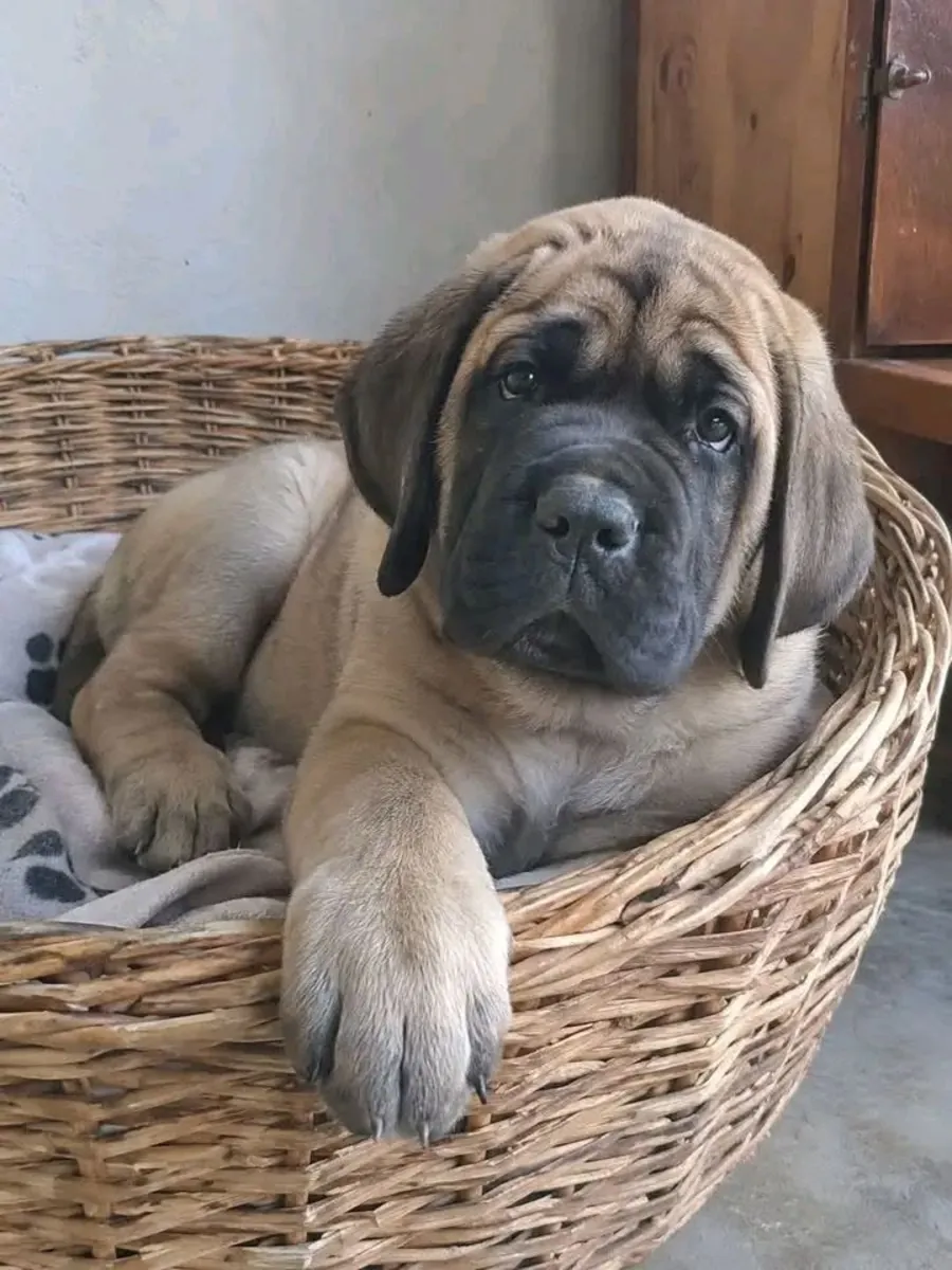 🐾❤️ 一个有责任心的家庭可以每天给这只大丹犬提供陪伴、安全和很多爱