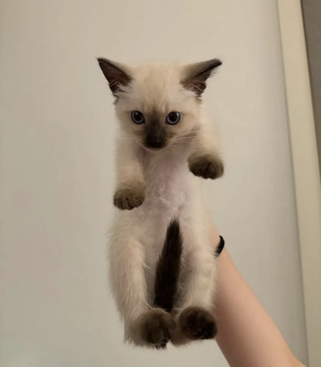 Adorable siamese kittens available for adoption 