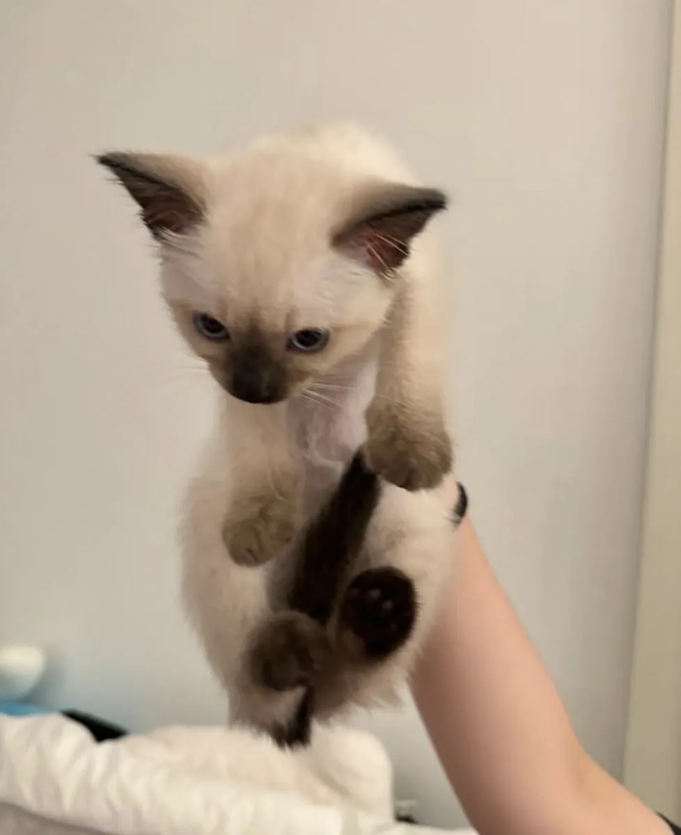 Adorable siamese kittens available for adoption 