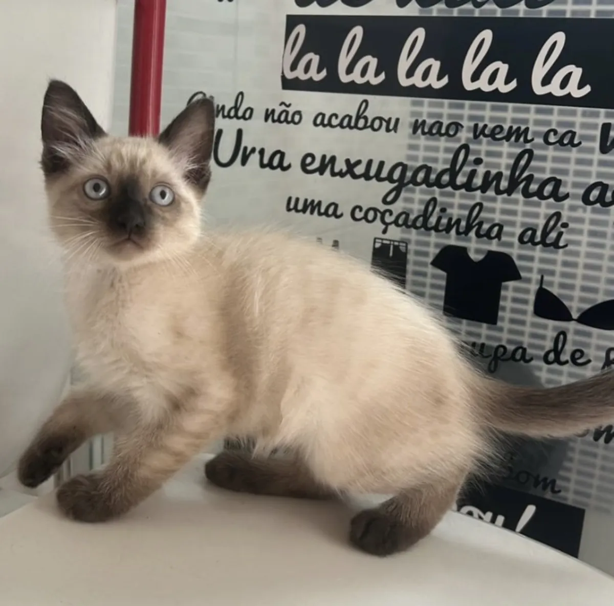Adorable Siamese kitten for adoption 