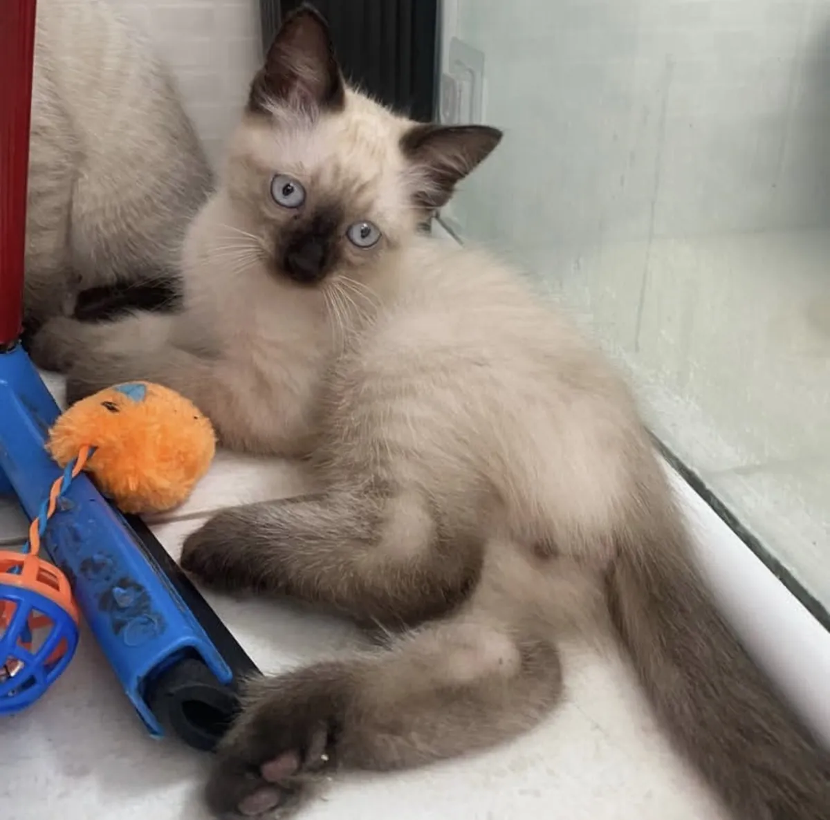 Adorable Siamese kitten for adoption 