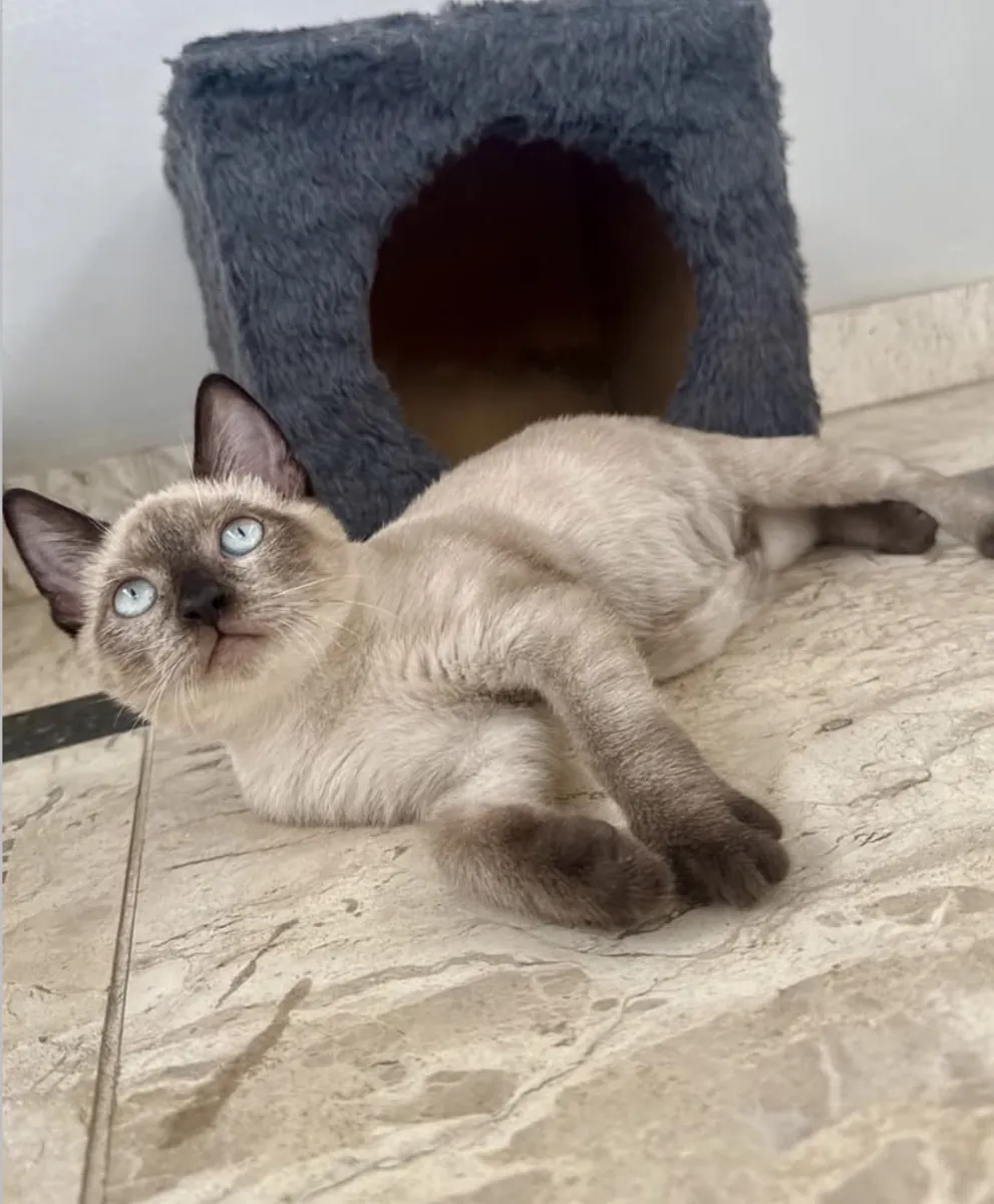 Adorable Siamese kitten for adoption 