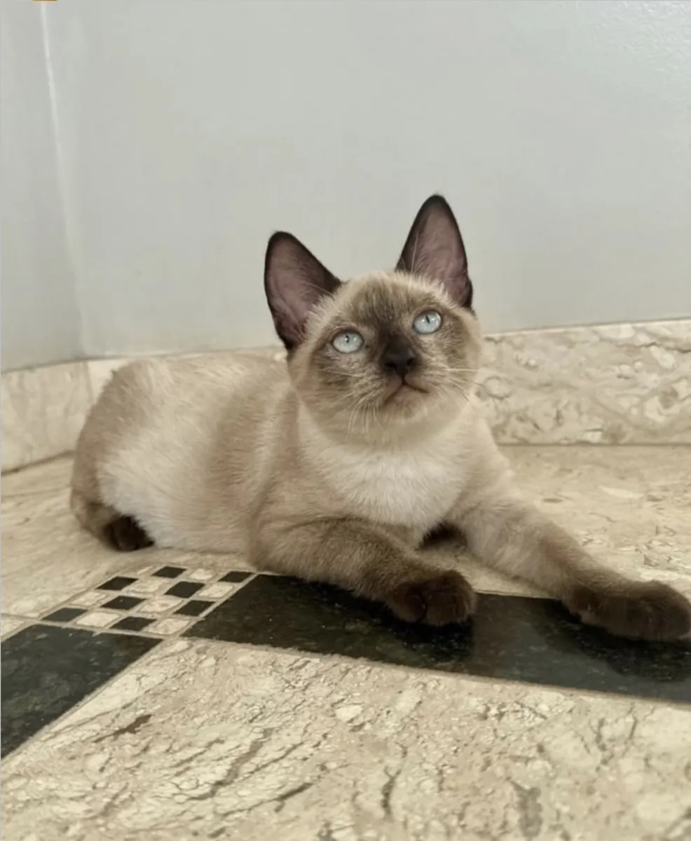 Adorable Siamese kitten for adoption 