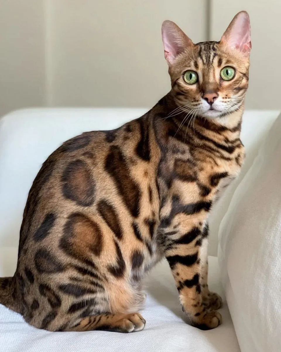 Bengal Kedisi Sahiplendirme | Oyuncu ve Sevecen