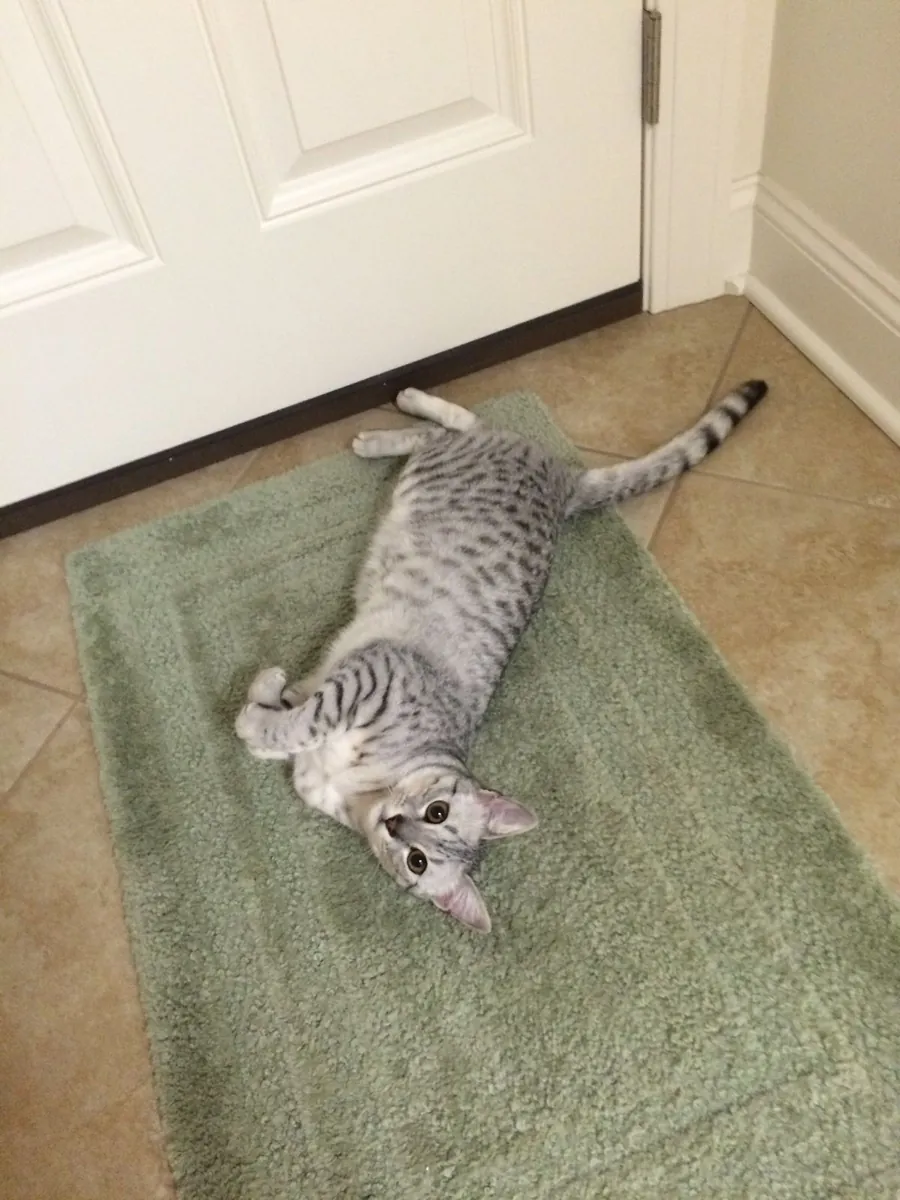 Adopción de un Mau egipcio | Elegante y sociable