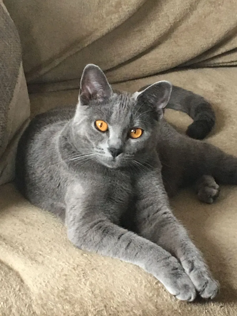 Korat is available for adoption. He is an affectionate, intelligent, and social cat. Suitable for families with children.