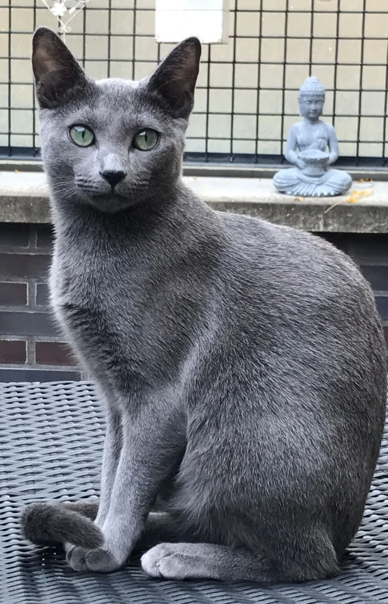 科拉特可供领养。他是一只性格温顺、聪明伶俐、善于社交的猫咪，适合有孩子的家庭。