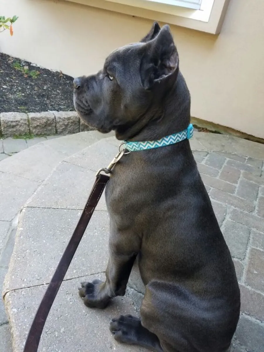 Adoption d'un Cane Corso (payante) | Une race forte et protectrice