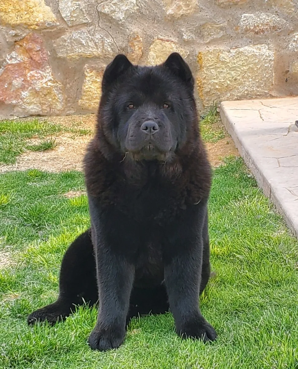 Chow Chow Ücretli Sahiplendirme | Asil ve Sessiz Köpek