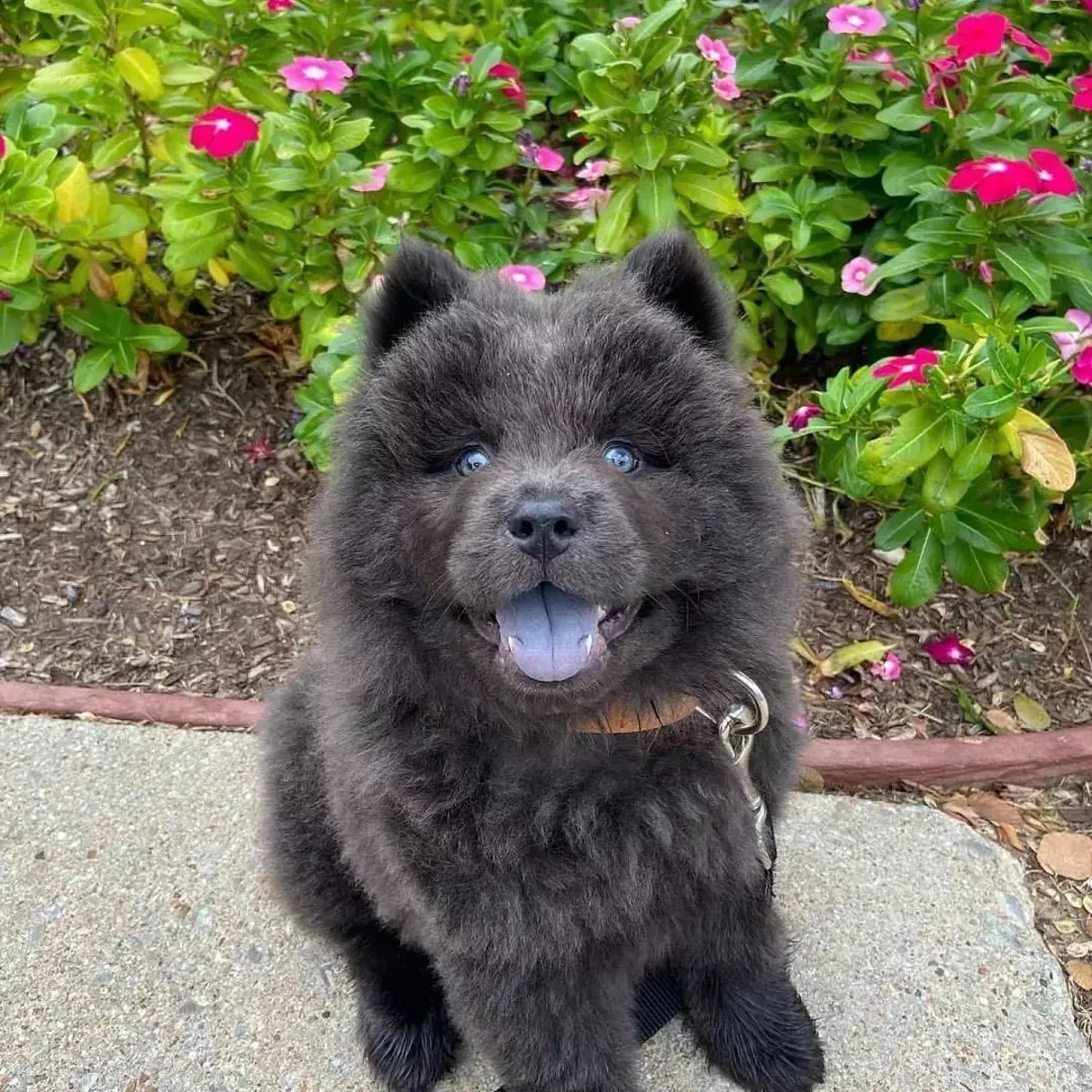Взять в семью чау-чау за плату | Благородная и спокойная собака