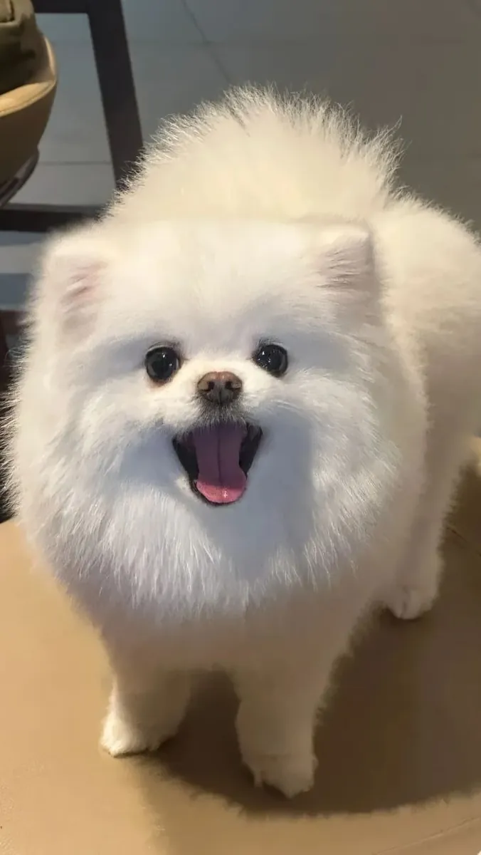 付费领养博美犬 | 小型犬种，可爱萌宠