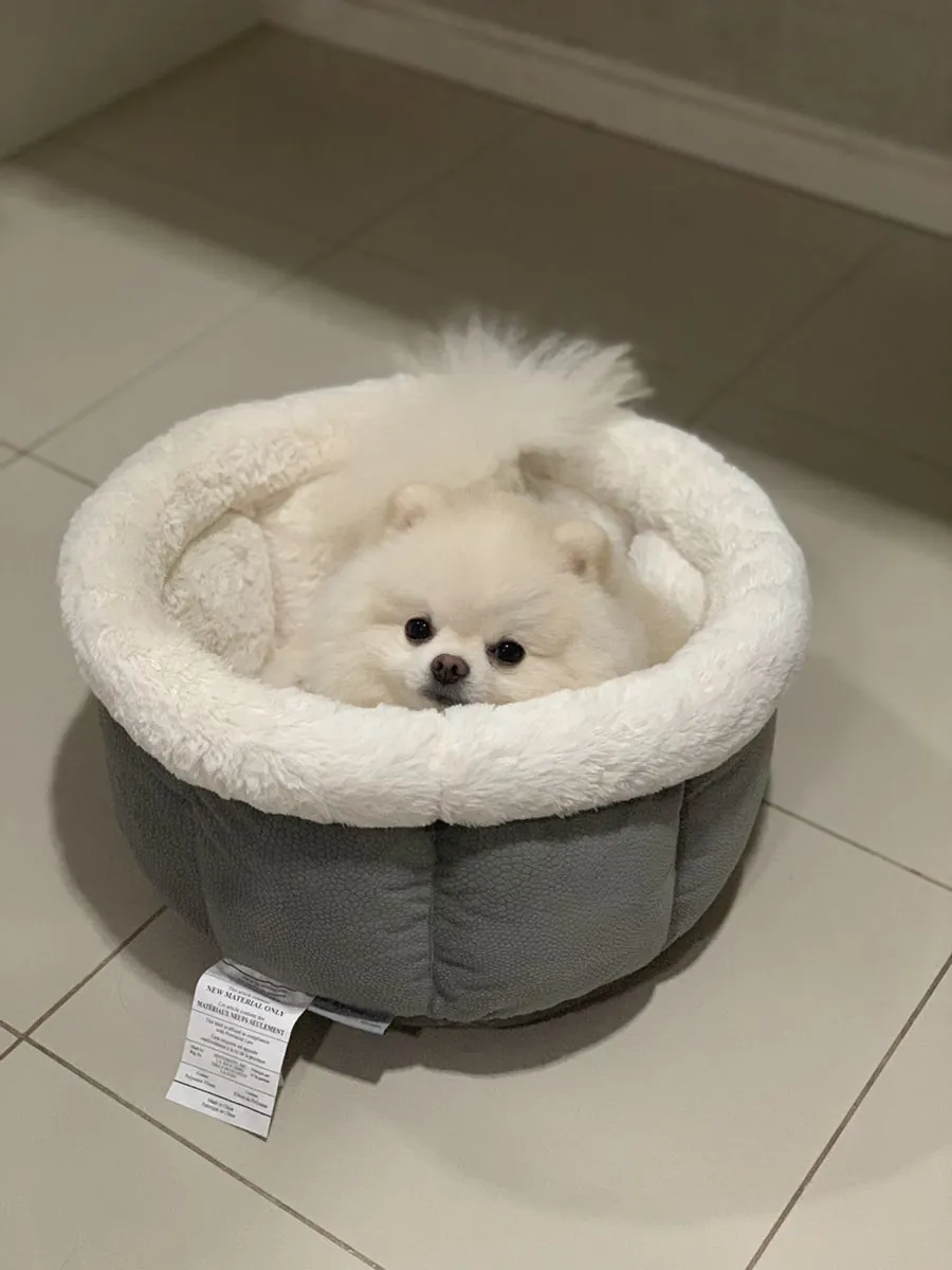 付费领养博美犬 | 小型犬种，可爱萌宠