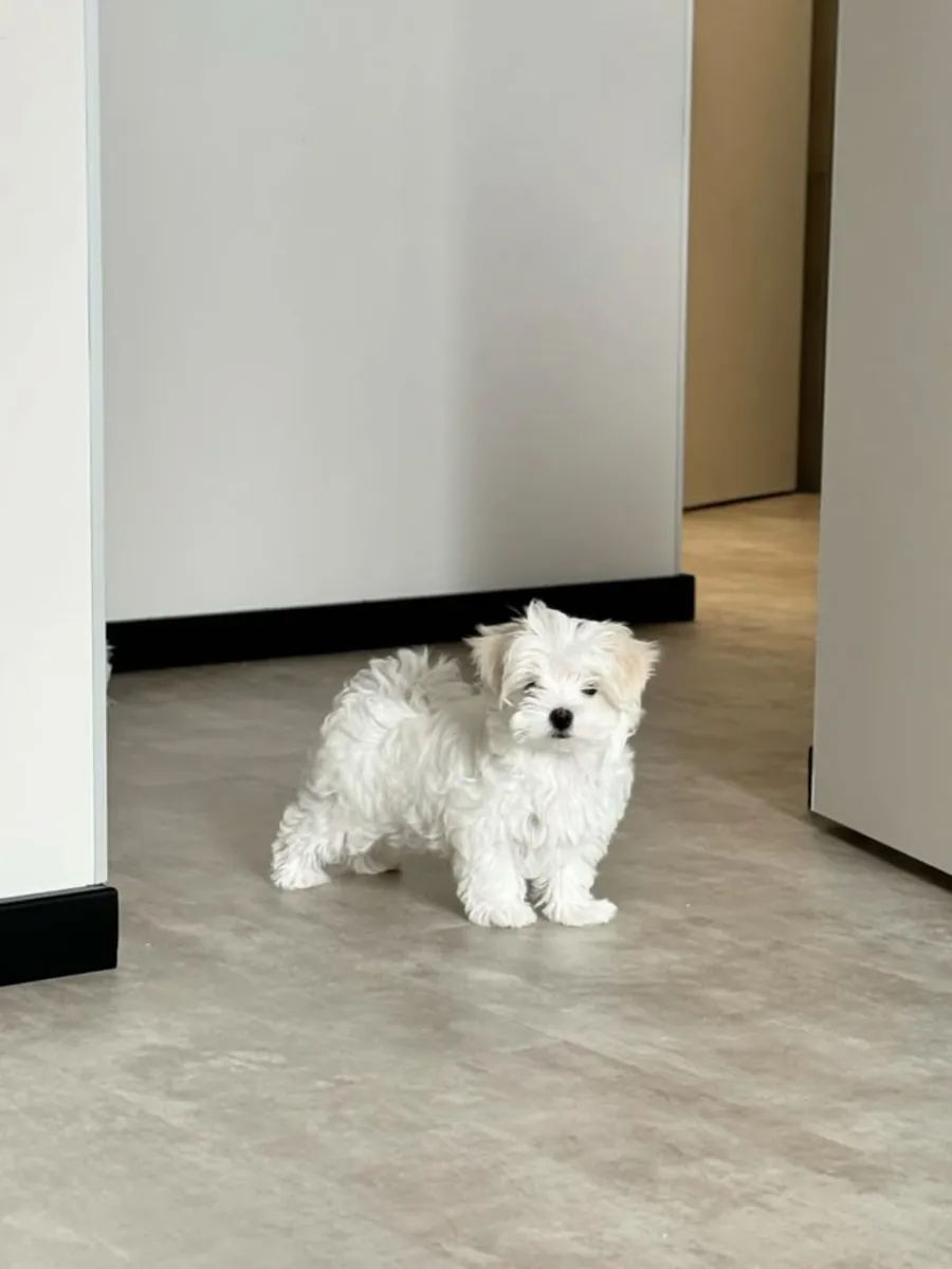 Maltés en adopción (pago) | Familiar y cariñoso