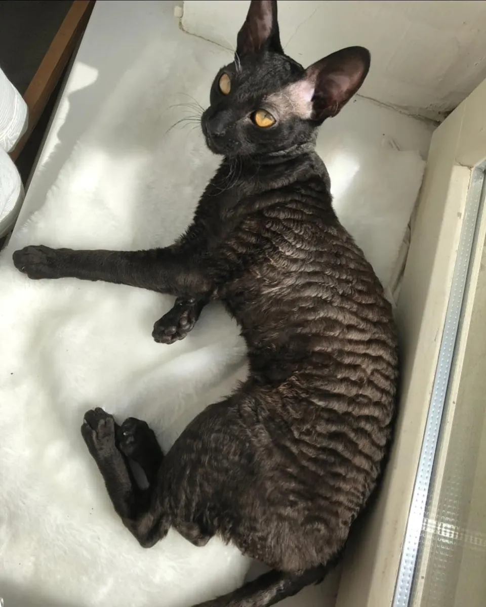 German Rex for Sale | Curly-furred and Intelligent Cat