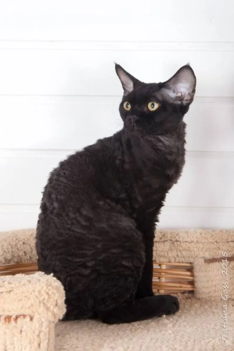 German Rex for Sale | Curly-furred and Intelligent Cat