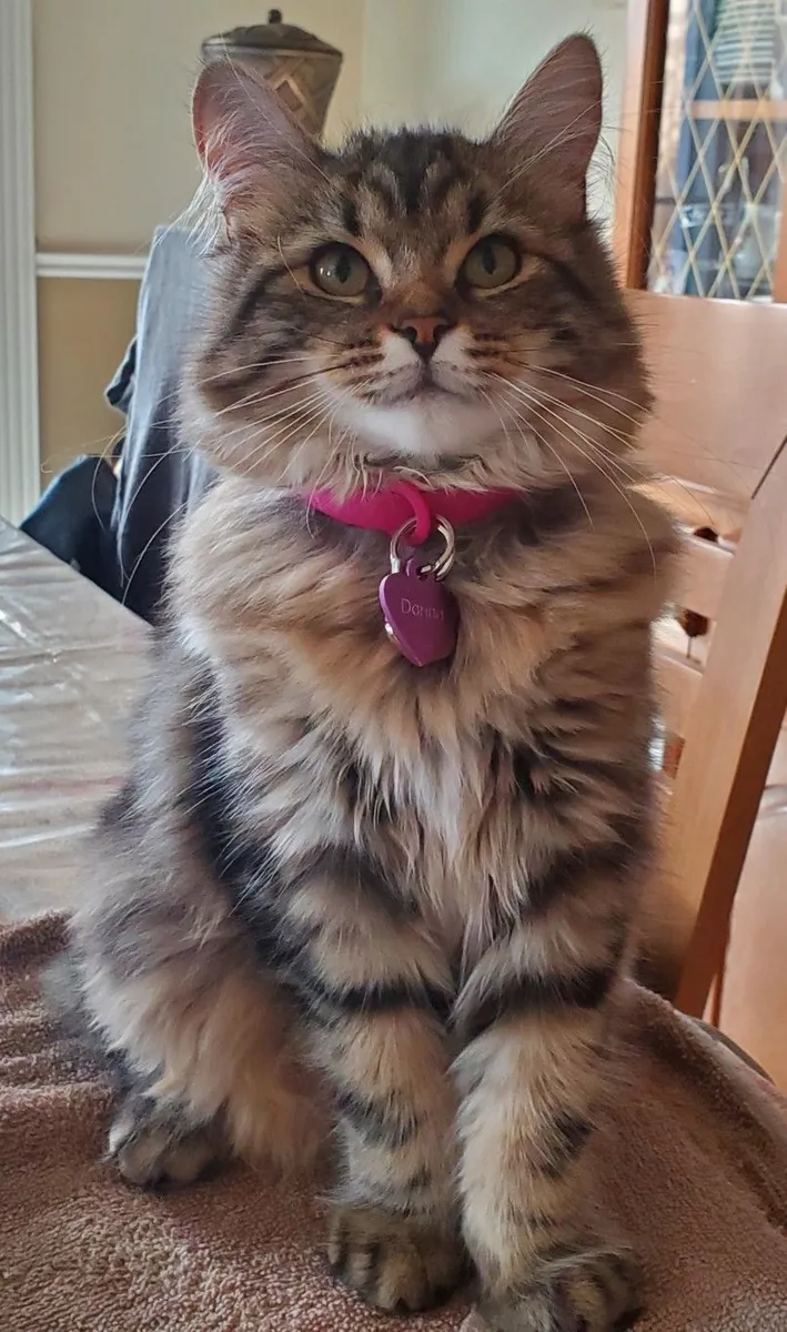 Kurilian Bobtail for Sale | Special Breed with Short Tail