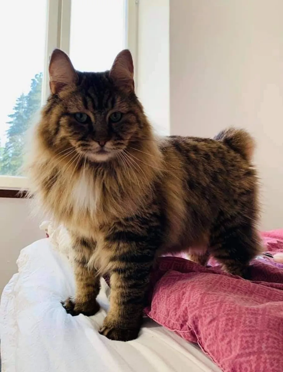 Pixie Bob for Sale | Wild-Looking House Cat