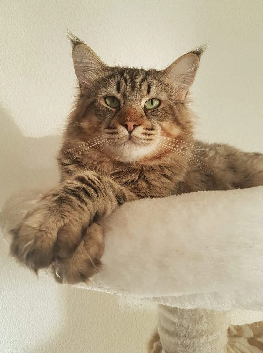 Pixie Bob for Sale | Wild-Looking House Cat