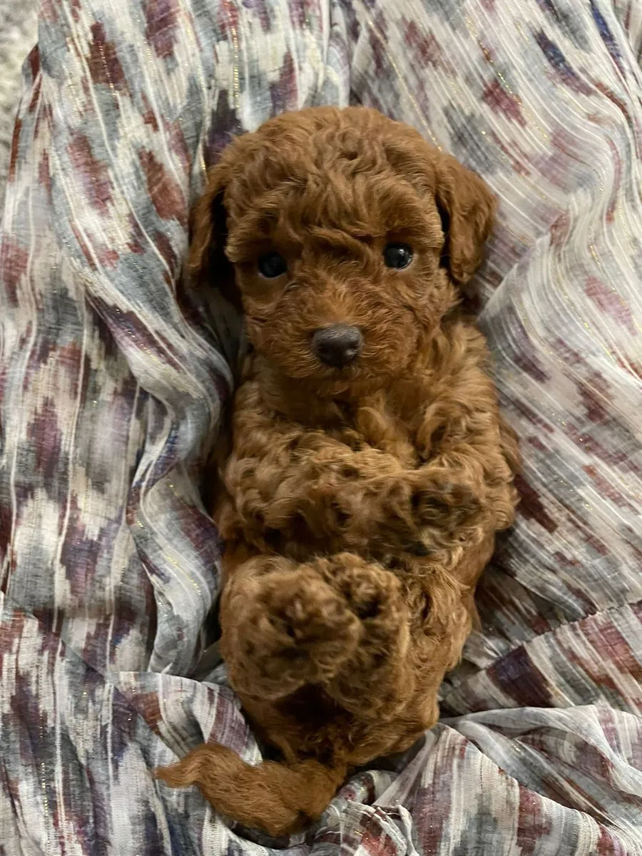 Продается пудель в Балыкесире | Ухоженный и здоровый