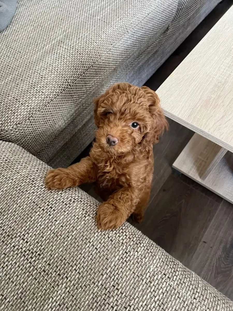 Продается пудель в Балыкесире | Ухоженный и здоровый