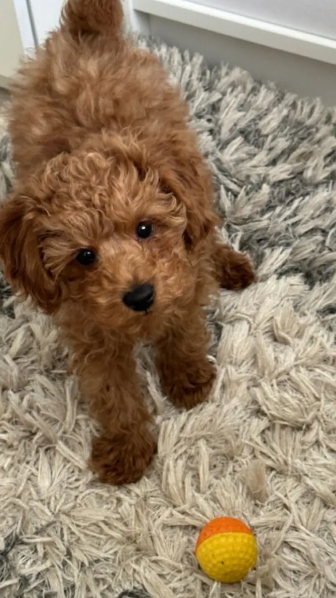 Продается пудель в Балыкесире | Ухоженный и здоровый