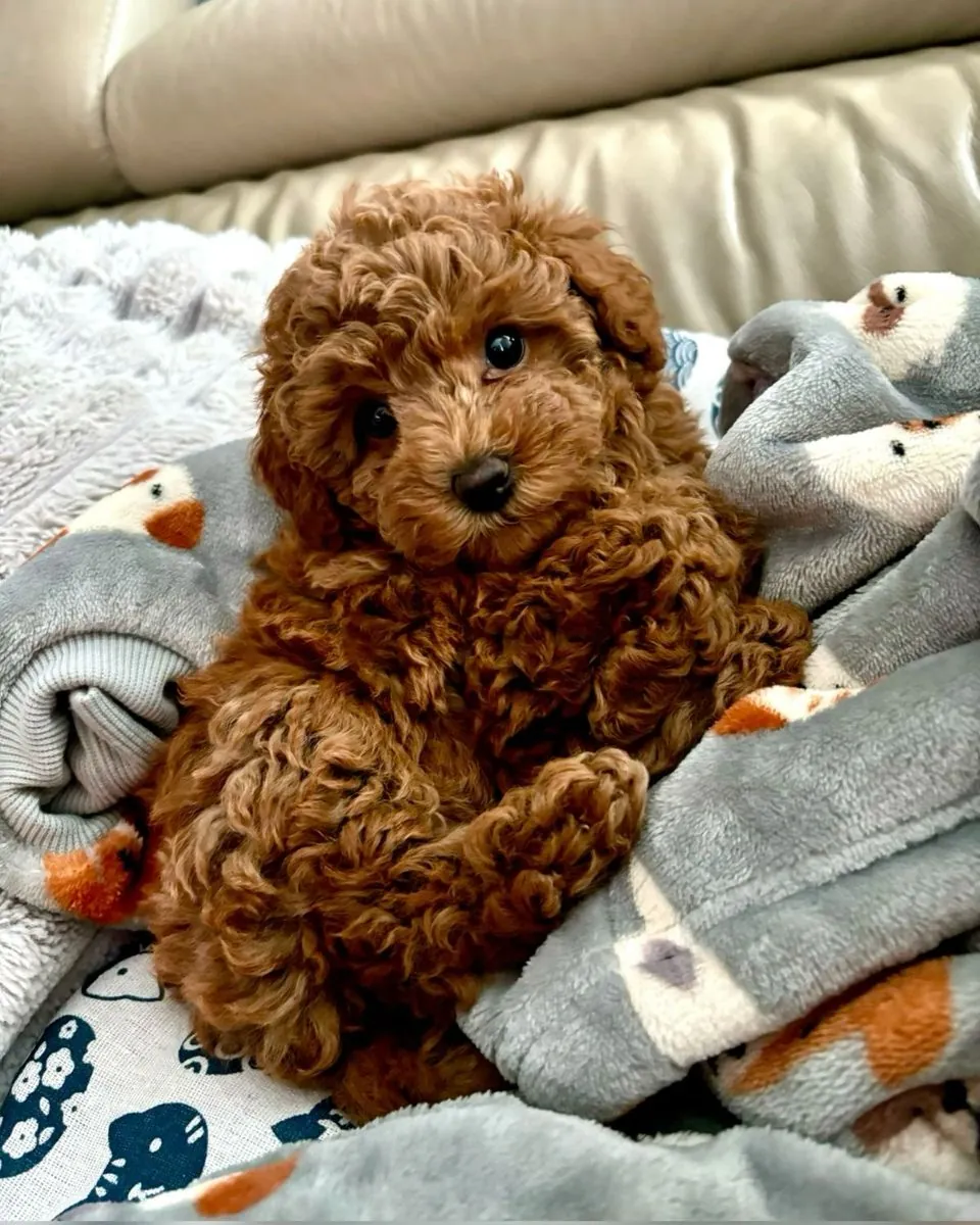 Caniche à vendre à Istanbul | Mâle nain en excellente santé