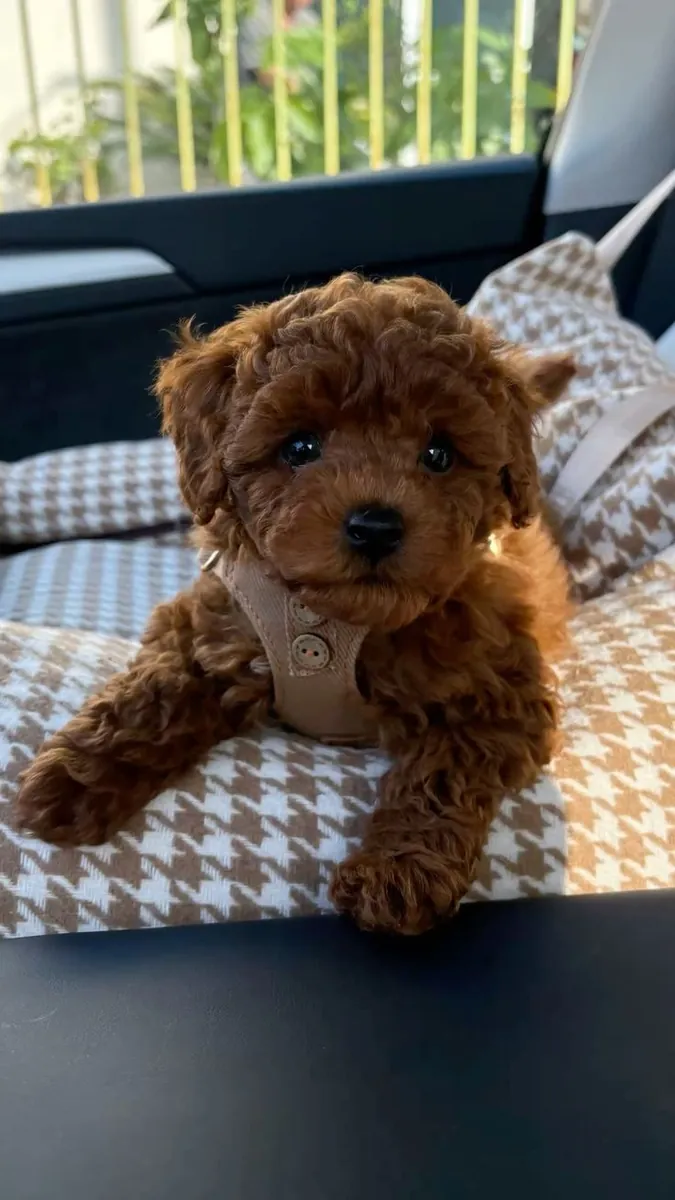 Caniche en venta en Estambul | Apto para familias y niños