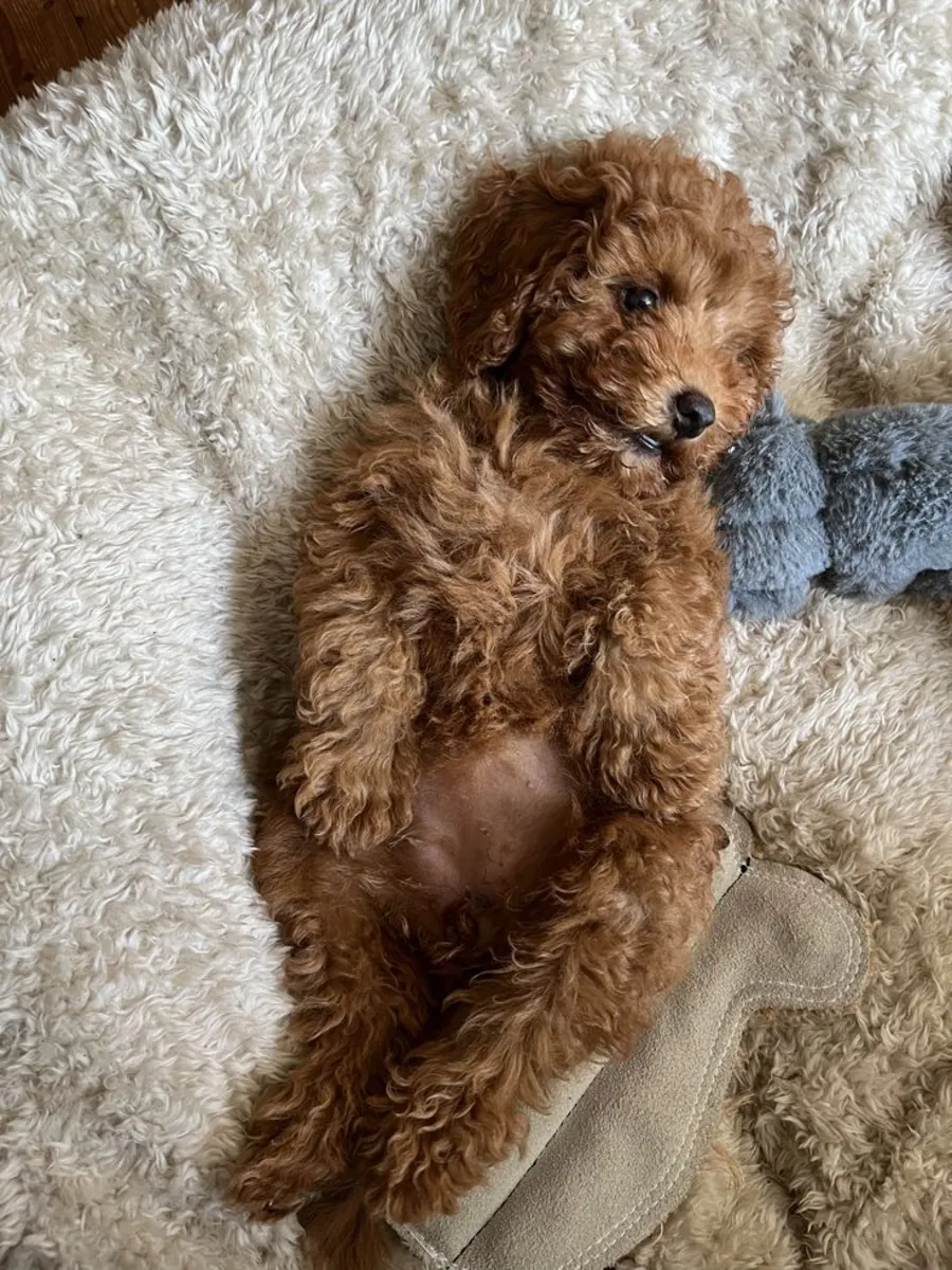 Caniche en venta en Estambul | Apto para familias y niños