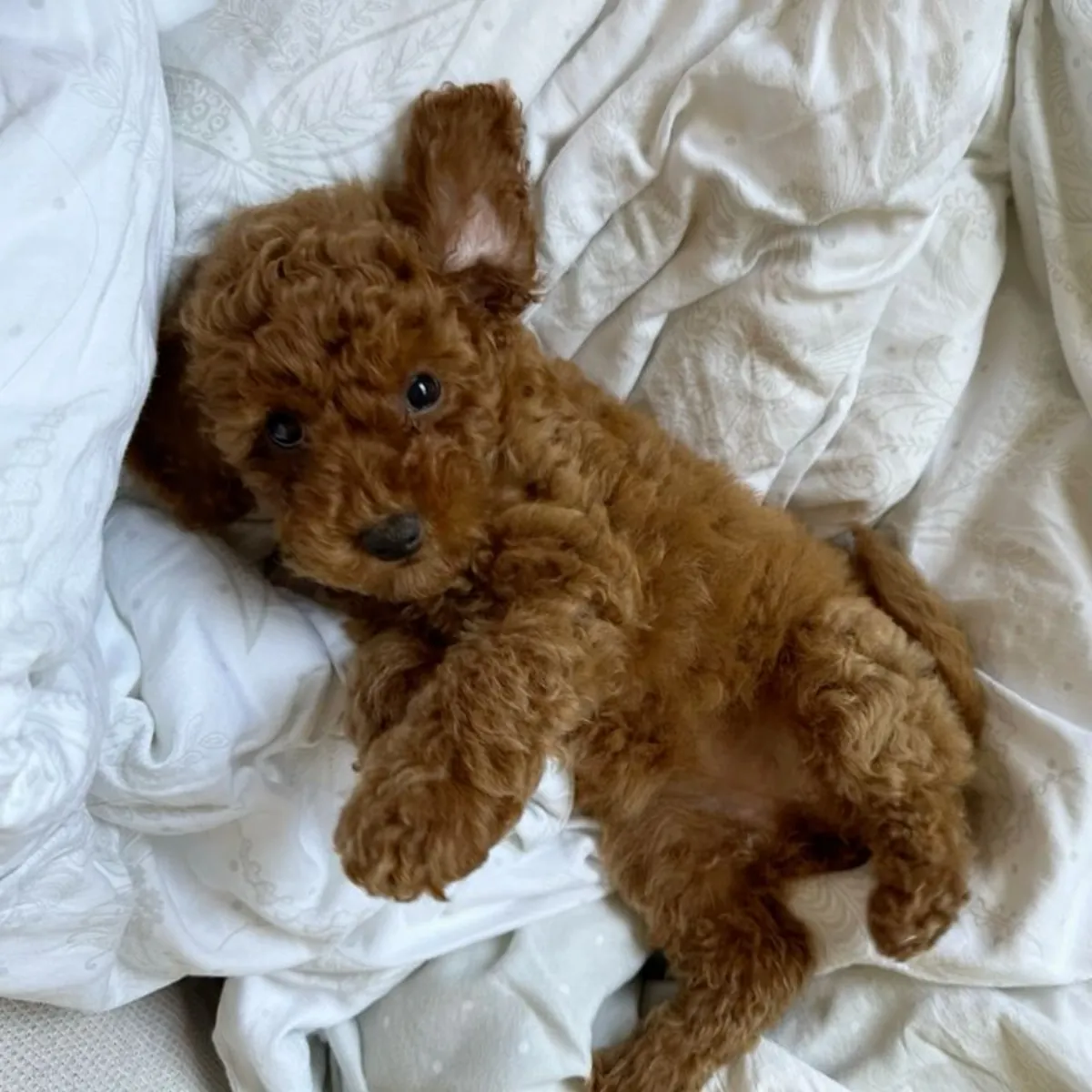 Caniche en venta en Estambul | Apto para familias y niños