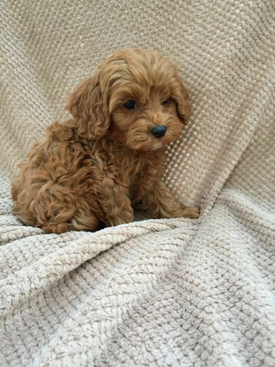 伊斯坦布尔出售贵宾犬 | 体型迷你，健康