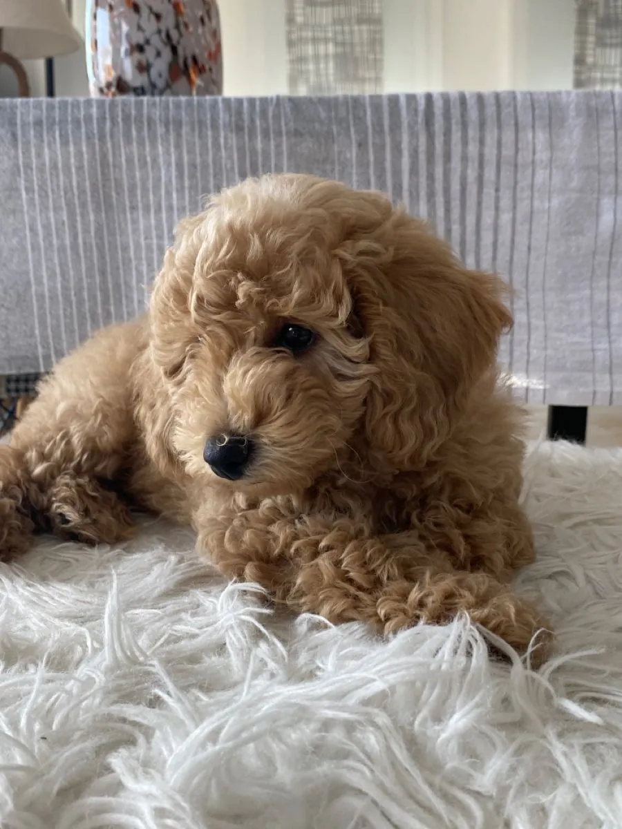 伊斯坦布尔出售贵宾犬 | 体型迷你，健康