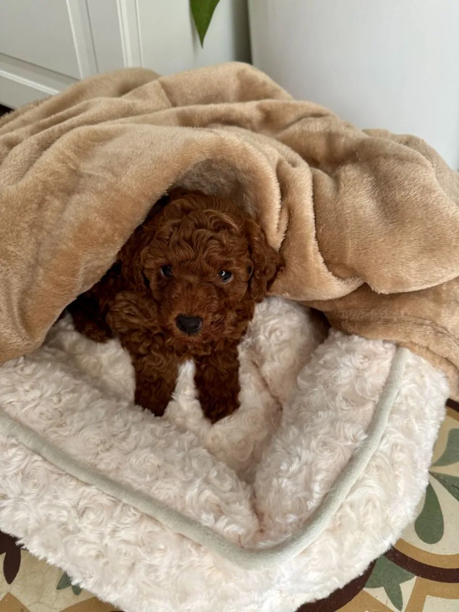 Caniche en venta en Ankara | Social y juguetón