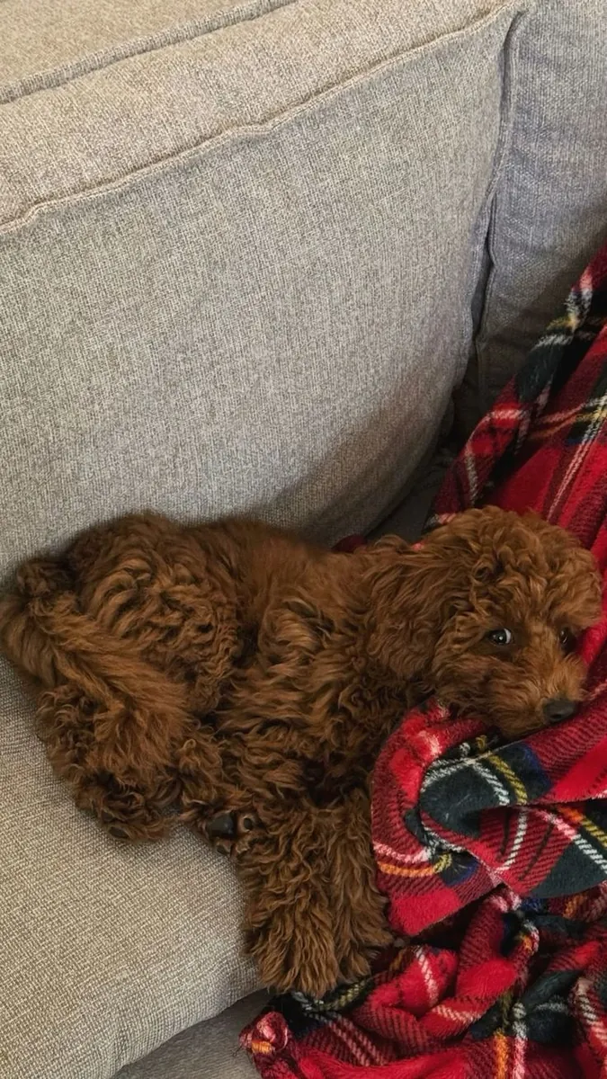 Caniche en venta en Ankara | Social y juguetón