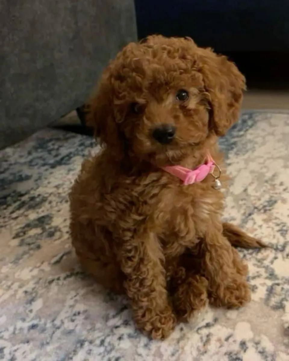 Caniche à vendre à Ankara | Élevé en famille