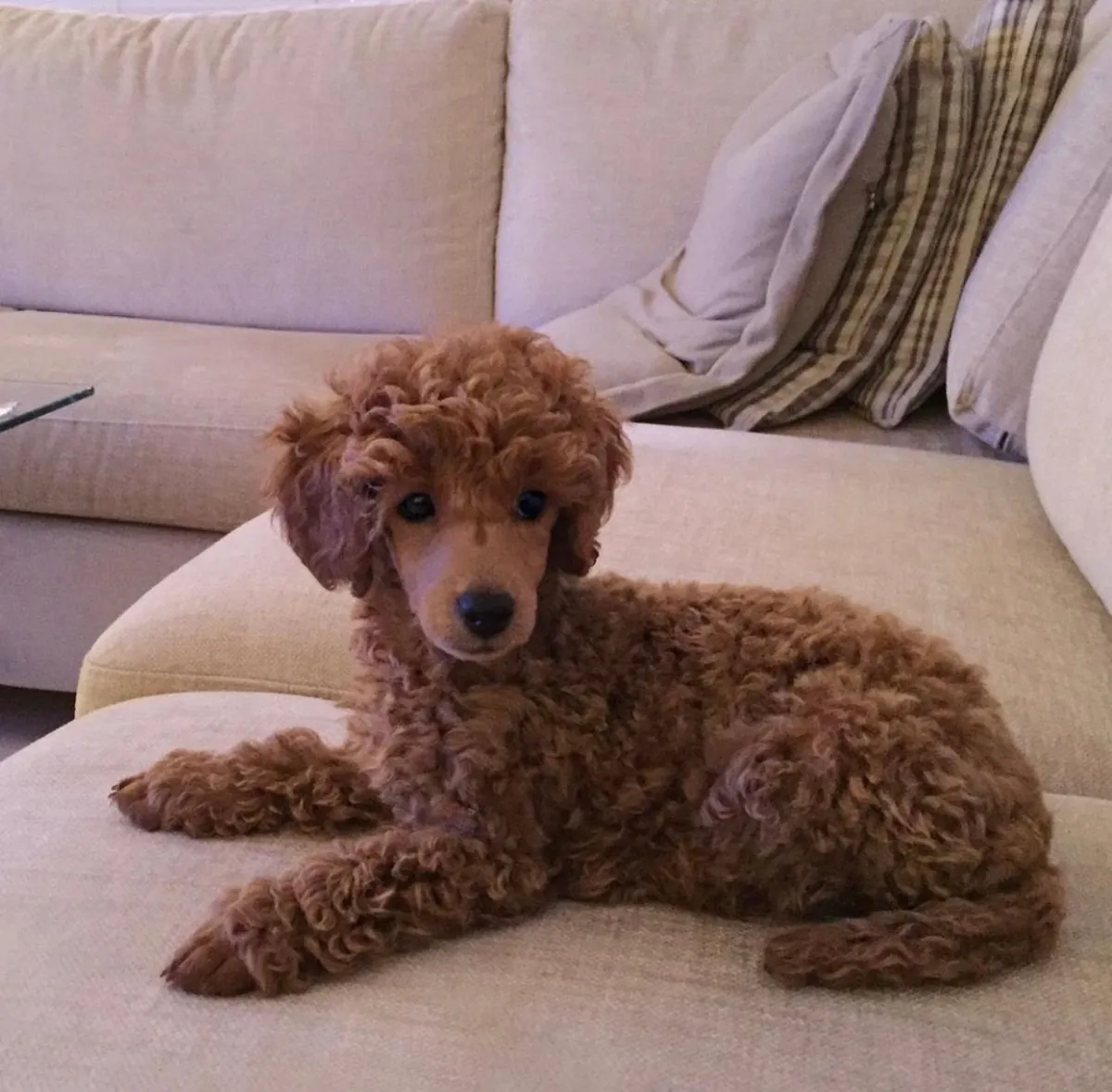 Caniche en venta en Estambul | Criado en un entorno hogareño, socializado.