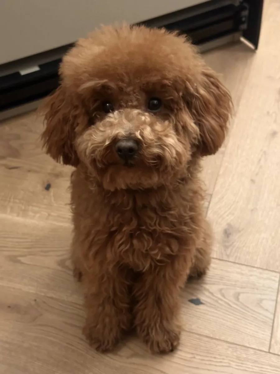 Caniche à vendre à Istanbul | Intelligent, joueur et idéal pour la famille