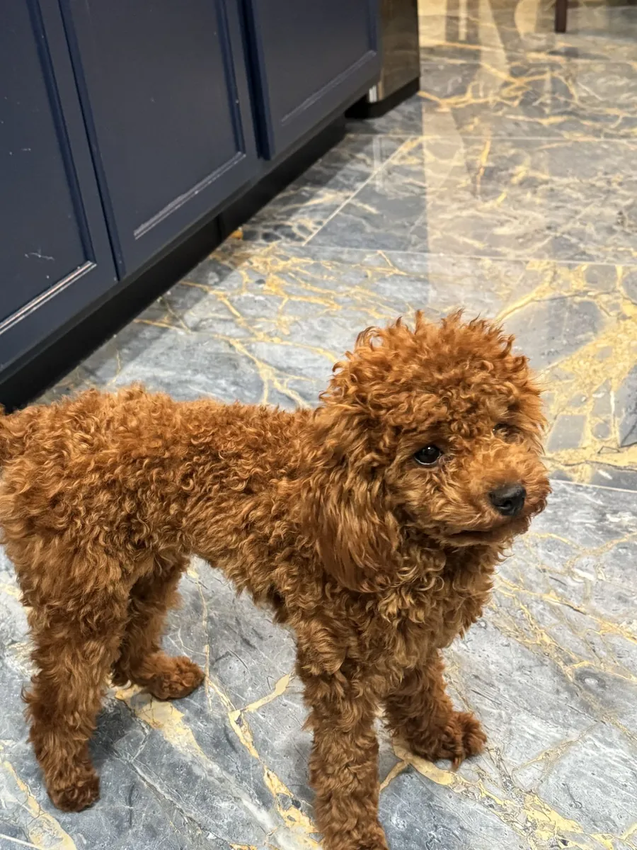 Caniche à vendre à Istanbul | Intelligent, joueur et idéal pour la famille