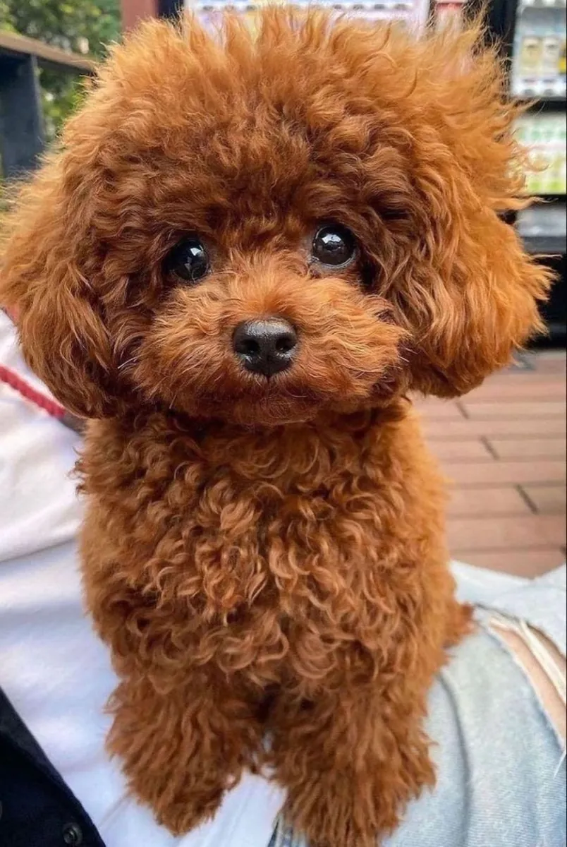 Caniche à vendre à Istanbul | Taille miniature, bien soigné et bien éduqué