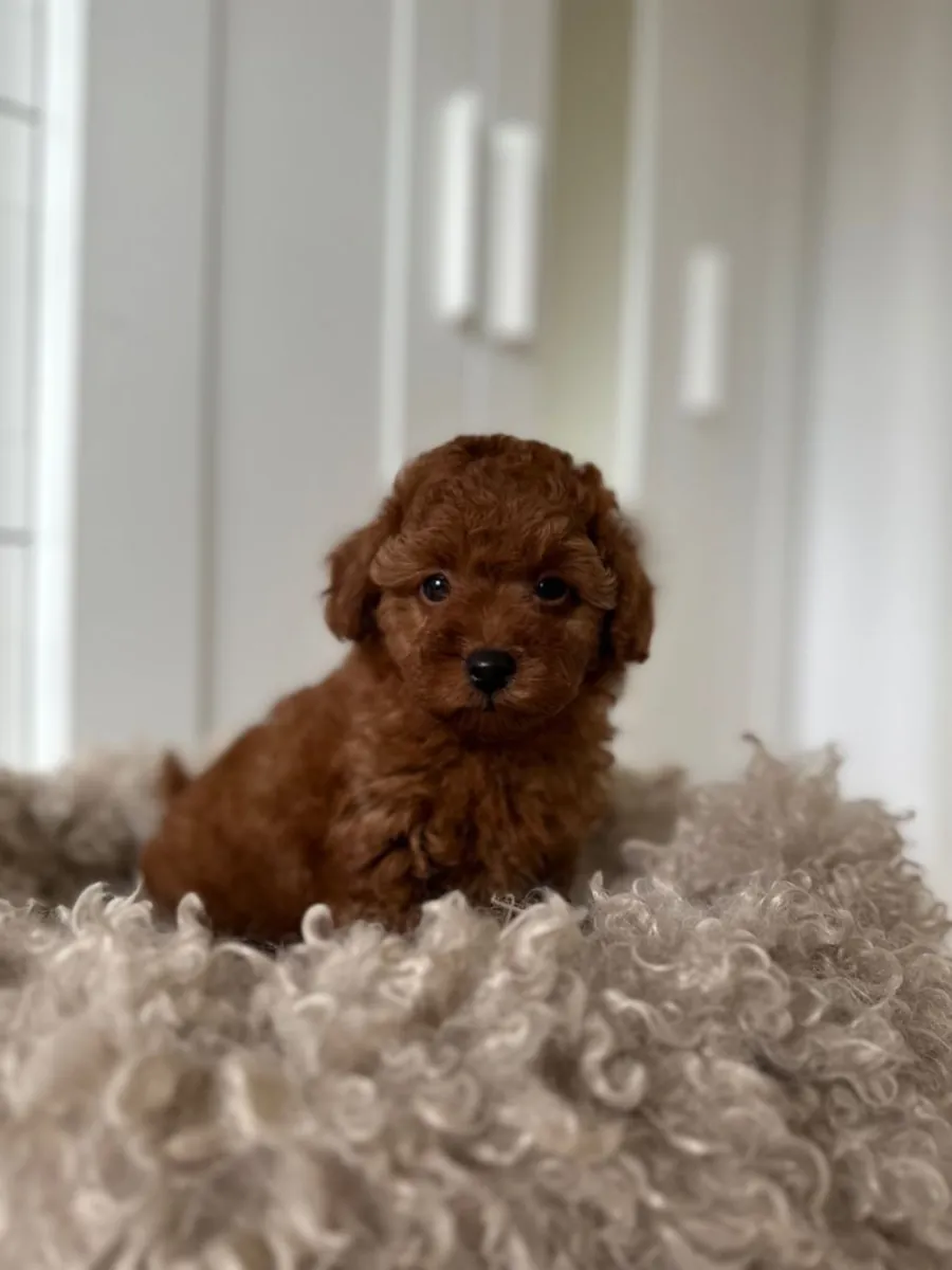 Caniches à vendre à Istanbul | Pelage hypoallergénique