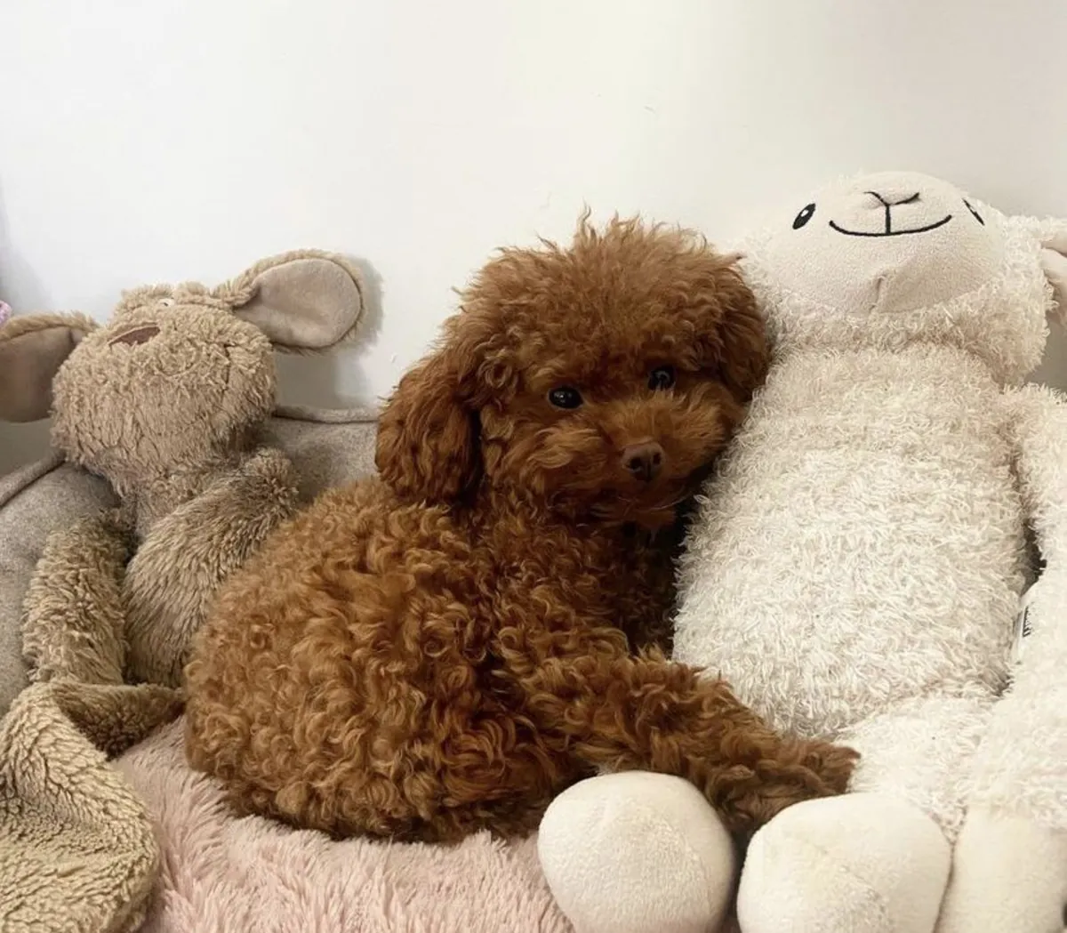 Caniches à vendre à Istanbul | Pelage hypoallergénique